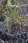 Euphorbia viguieri a Angrecum Tsingy de Namoroka Little Tsingy GPS252 Mad 2015_1469.jpg